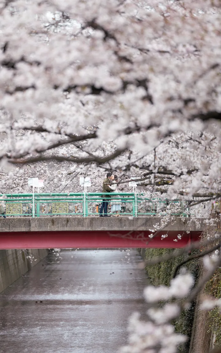 Cherry Blossom Dreams – Sakura Photoshoot For Couples In Tokyo
