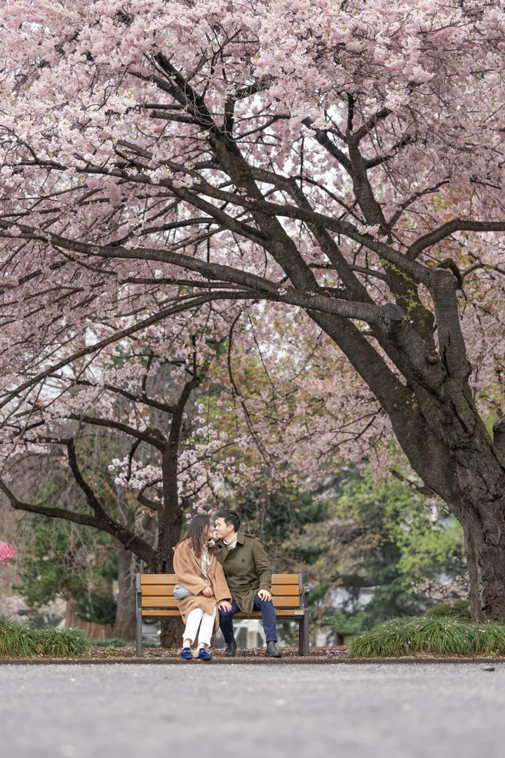 Cherry Blossom Dreams – Sakura Photoshoot For Couples In Tokyo