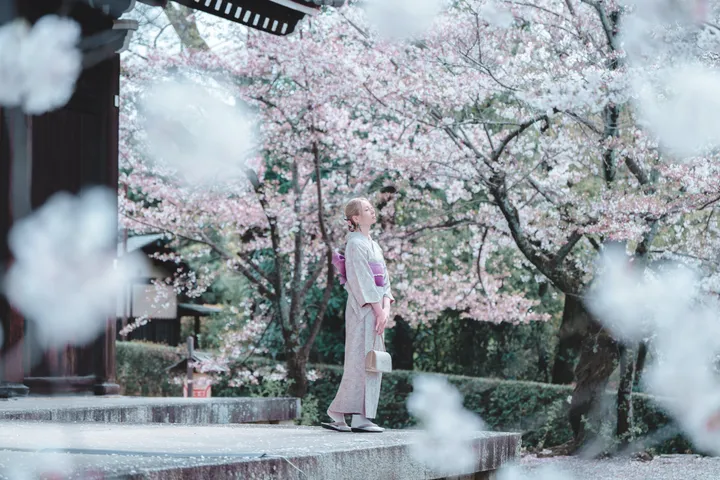 Sakura Elegance: Exclusive Cherry Blossom Photoshoot in Kyoto