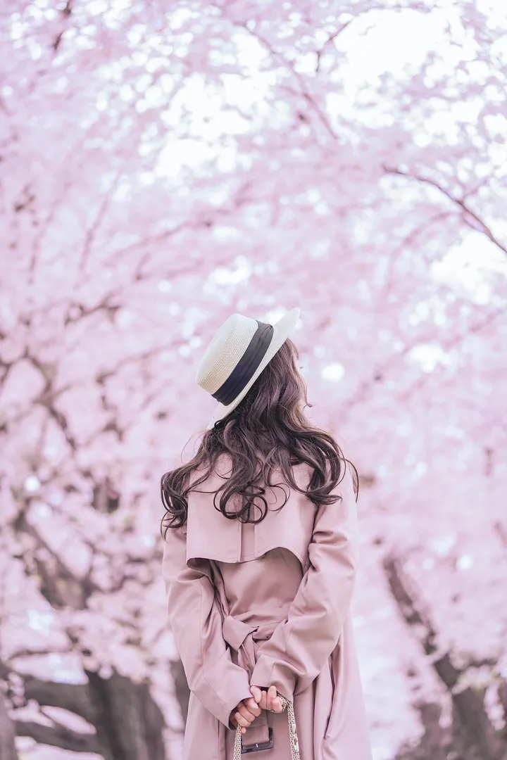 Sakura Elegance: Exclusive Cherry Blossom Photoshoot in Kyoto