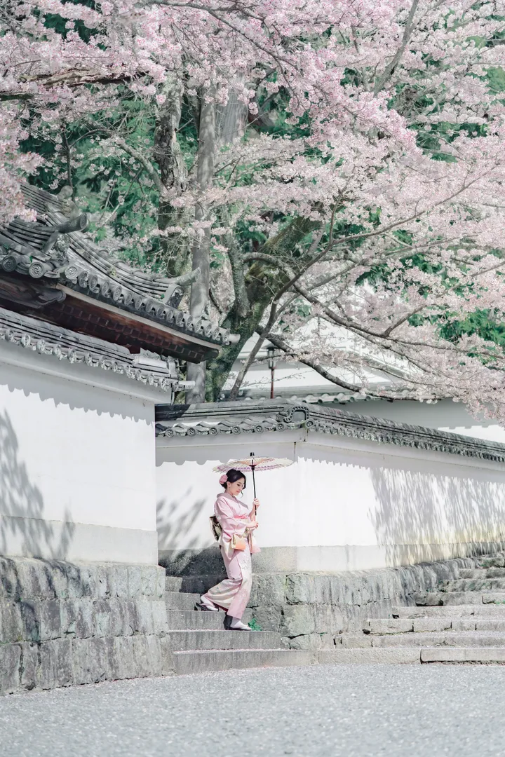 Sakura Elegance: Exclusive Cherry Blossom Photoshoot in Kyoto