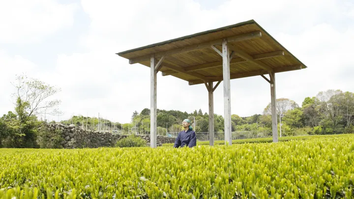 Tea Ceremony Photoshoot at the foot of Mount Fuji with a Tea Master