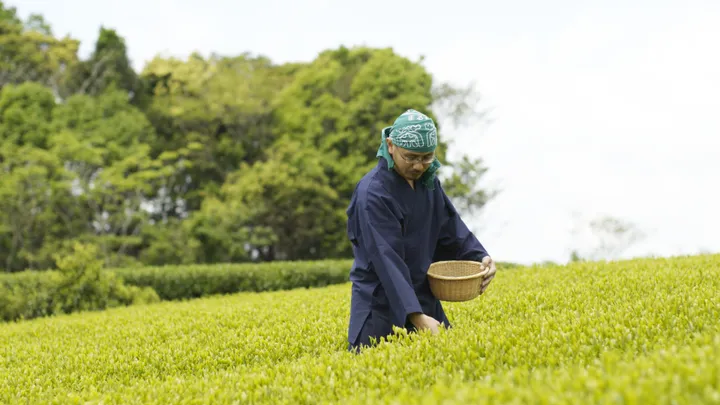 Tea Ceremony Photoshoot at the foot of Mount Fuji with a Tea Master