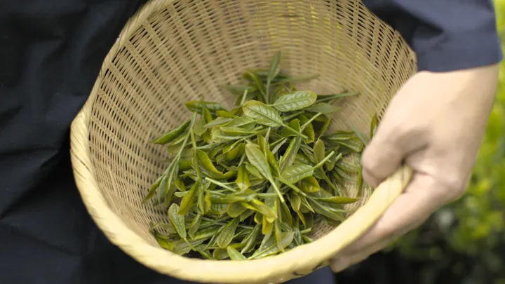Tea Ceremony Photoshoot at the foot of Mount Fuji with a Tea Master
