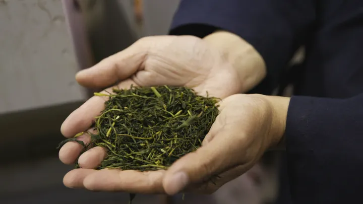 Tea Ceremony Photoshoot at the foot of Mount Fuji with a Tea Master